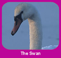 Birds & Animals of the Guru Granth Sahib – The Swan