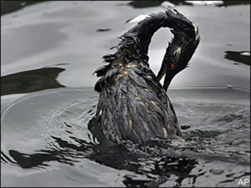 Bird caught in an oil spill
