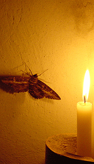 The Moth and the Flame: How and Why We Celebrate Guru Arjan Today The Moth and the Flame: How and Why We Celebrate Guru Arjan Today